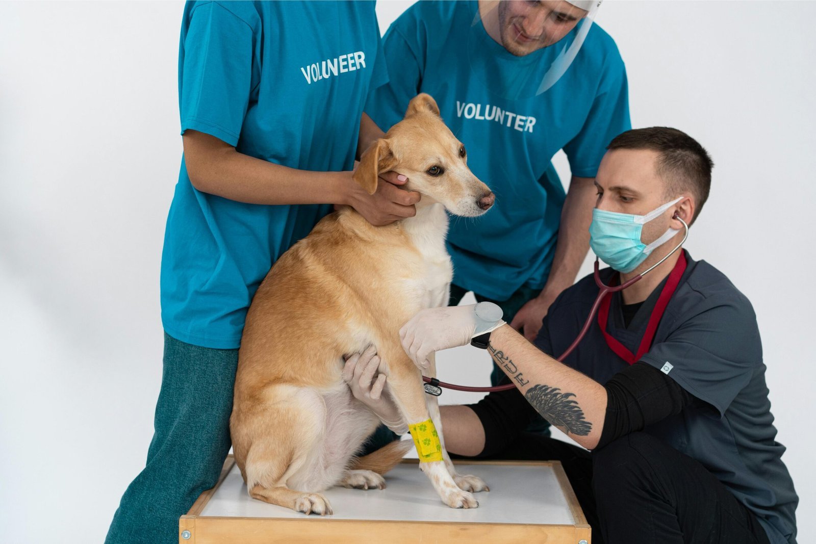 The Importance of Regular Veterinary Check-ups for Your Pet