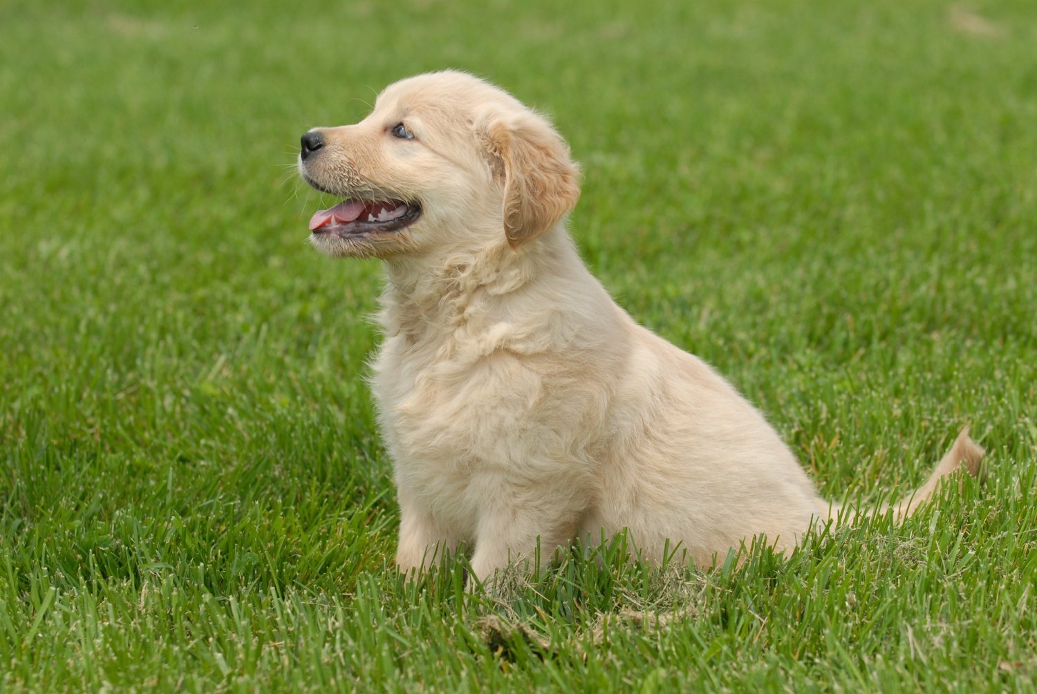5 Puppy Diarrhea Signs That Need Emergency Vet Help