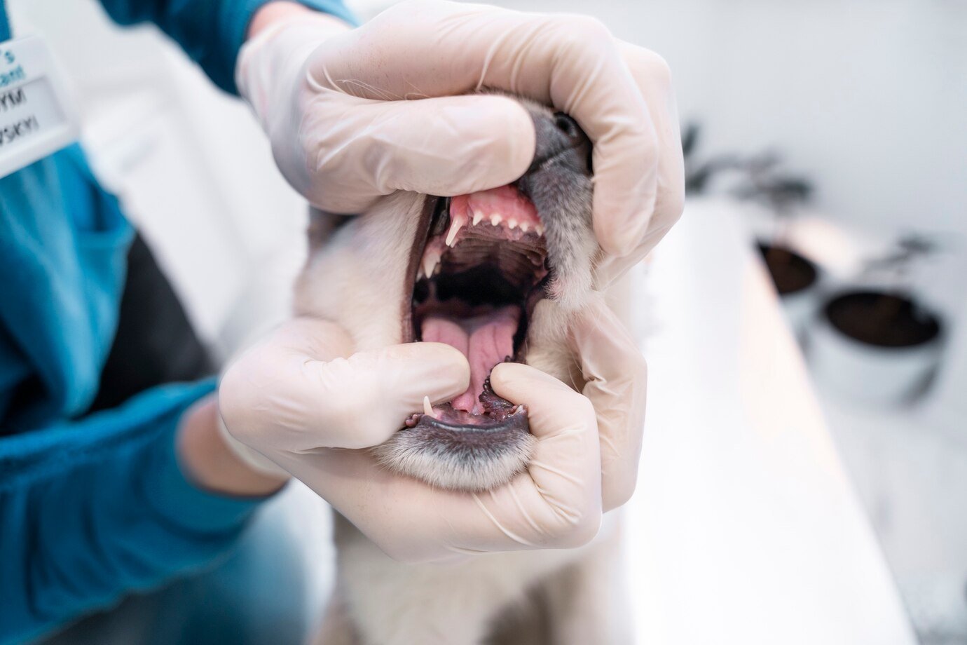 How to Prevent Emergency Dental Surgery in Dogs: Tips for Maintaining Oral Health