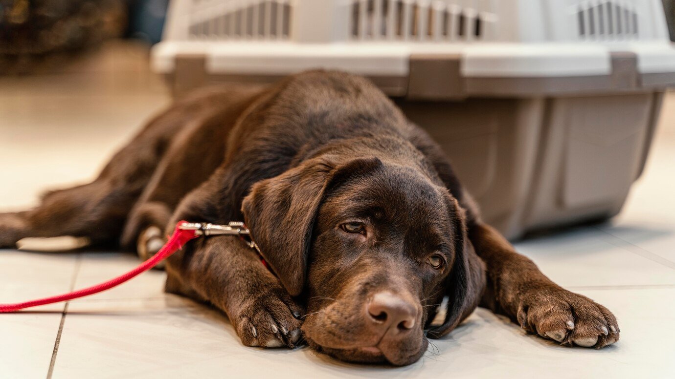 Understanding Blood Transfusions: What Pet Owners Should Know About Emergency Care