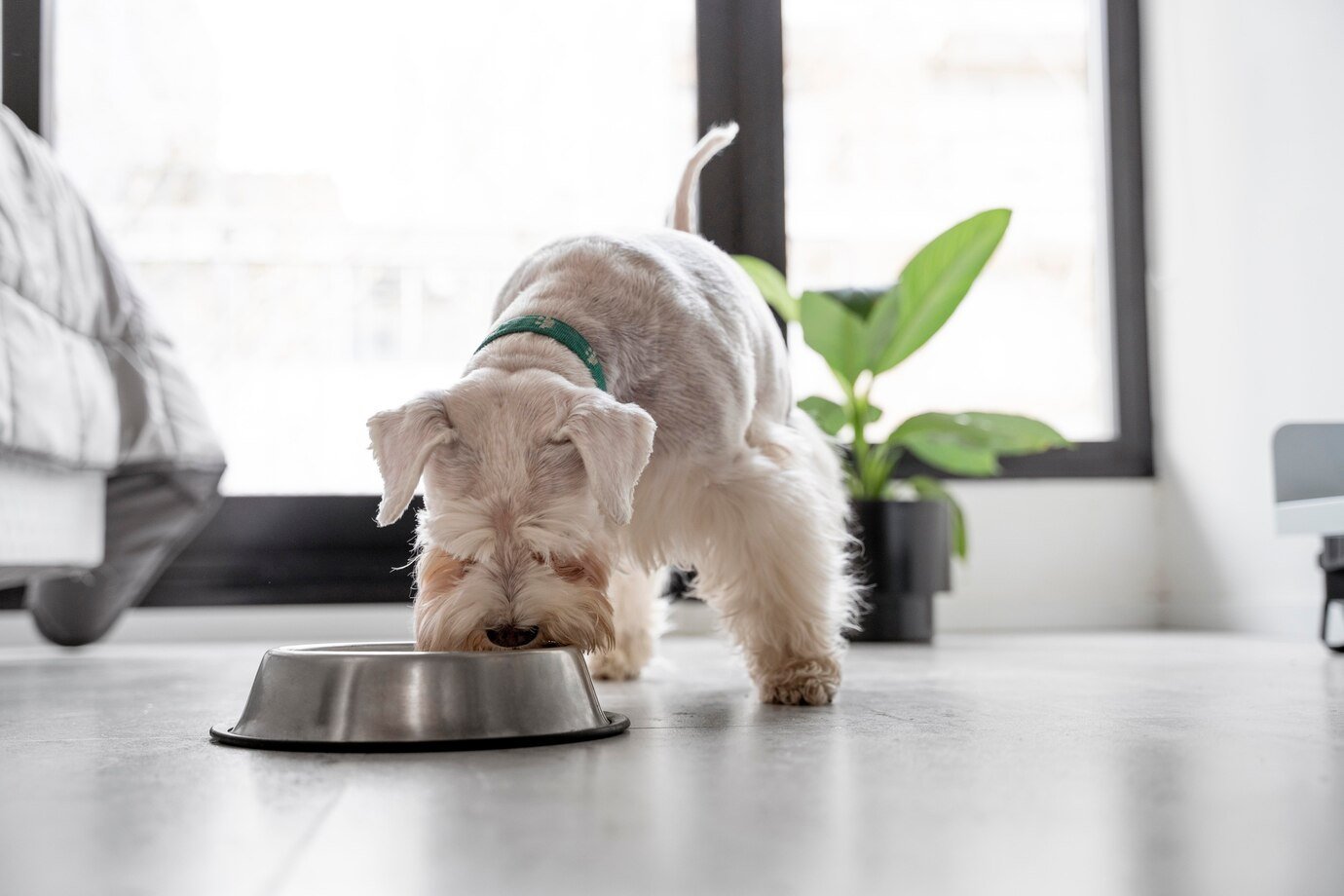 Tips for Maintaining a Healthy Diet for Your Pet