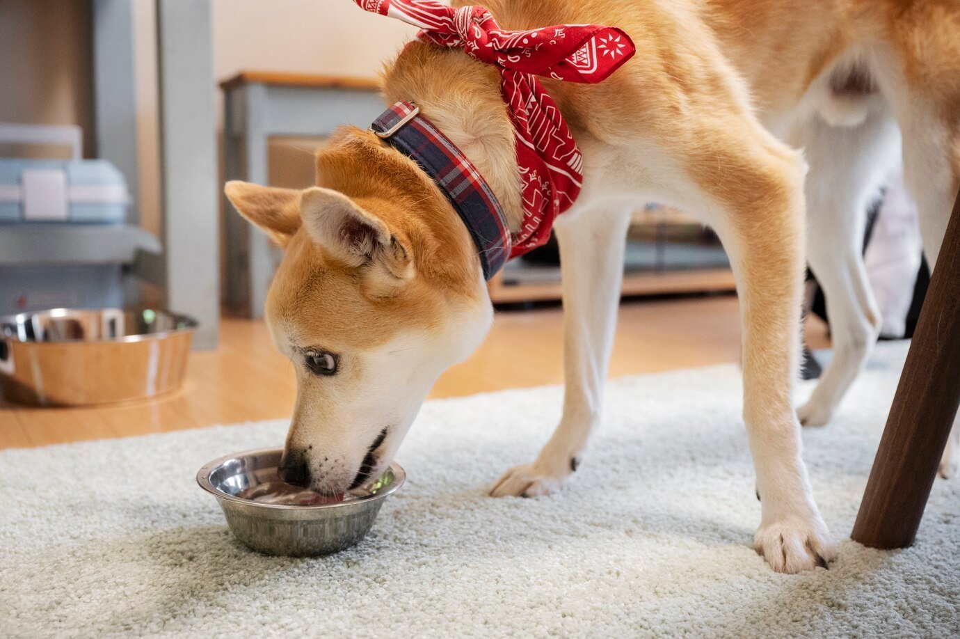 Healthy Plates for Happy Paws: Understanding Balanced Diets, Supplements, and Special Needs for Pets