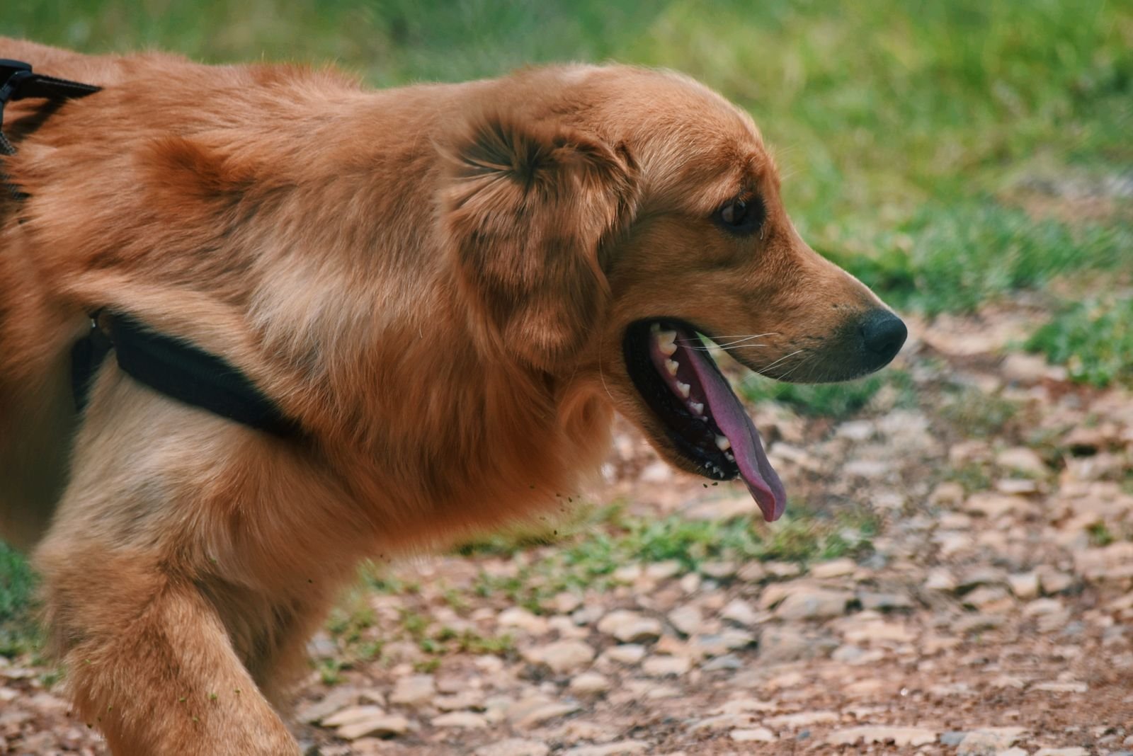 Golden retriever panting outdoors on a warm summer day in Surrey