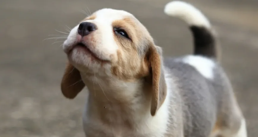 Beagle puppy looking up outdoors