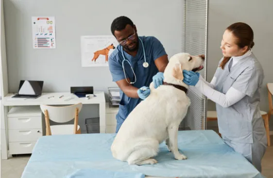 Two veterinary team members examining a white Labrador on an exam table